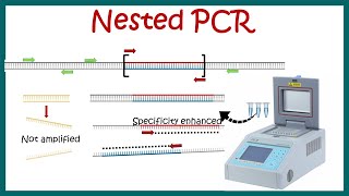 Nested PCR  Principle and usage [upl. by Ylekalb]