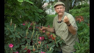 COMMENT ET POURQUOI TAILLER LES RHODODENDRONS [upl. by Sucramraj365]