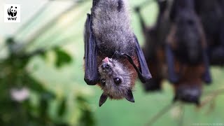 The Importance of Flying Foxes 🦇🍎🌳  WWFAustralia [upl. by Deery]