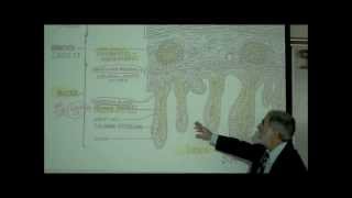 DIGESTIVE SYSTEM PART 4 INTESTINE amp DIGESTION by Professor Fink [upl. by Akla]