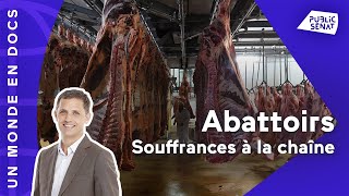 Abattoirs souffrances à la chaîne [upl. by Perlis]