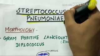 STEREPTOCOCCUS PNEUMONIAE  microbiology handwritten notes [upl. by Trudey]