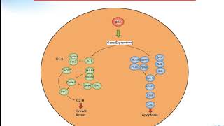 P53 signaling pathway Creative Diagnostics [upl. by Packston794]