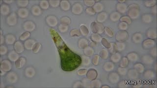 Comparing Microorganism Size Under the Microscope [upl. by Yeneffit663]