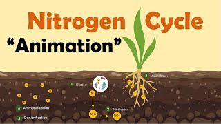 NITROGEN CYCLE  Biology Animation [upl. by Ehcram]