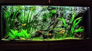 The Hard Water Planted Aquarium amp Everything You Want To Know [upl. by Kemme]