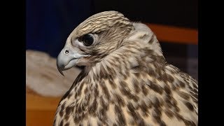 Falconry Intro to Gyr falcons [upl. by Hara]