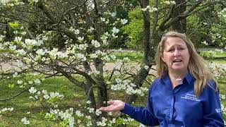 Tree of the Week Flowering dogwood [upl. by Faruq945]