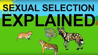 Sexual Selection Explained Evolution 101 [upl. by Adallard]