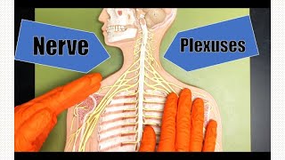 Nerve Plexuses [upl. by Salangi]