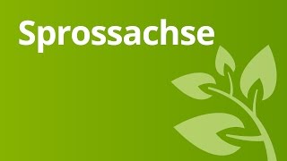 Die Sprossachse von Ein und Zweikeimblättrigen Pflanzen  Biologie  Stoffwechselbiologie [upl. by Annavas]