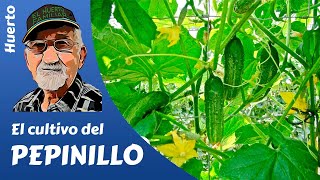 𝗣𝗘𝗣𝗜𝗡𝗜𝗟𝗟𝗢 COMO CULTIVAR PEPINILLOS Gherkin cultivation [upl. by Keryt569]