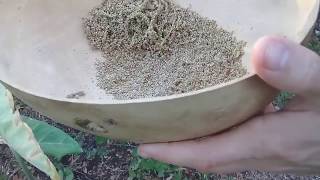 Harvesting Amaranth Seeds [upl. by Ilenna]