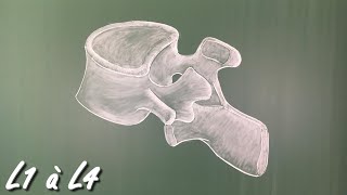 Vidéo sonorisée Arthrologie de la colonne vertébrale [upl. by Tarazi744]