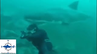 Breakdown Great White Shark surprises scuba diver [upl. by Marguerita]