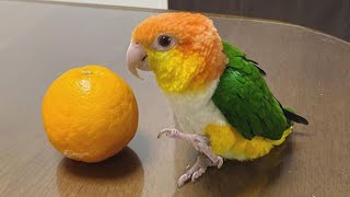 White bellied Caique Sounds  Caique Parrot Talking  Caique Parrot Dancing amp Playing [upl. by Notwal]