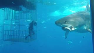 Great white shark swims into cage [upl. by Paynter]