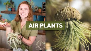 Air Plants Tillandsia 101  Care Tips amp Fun Facts [upl. by Lletniuq]