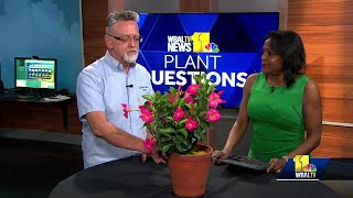 Plant Questions Protecting hostas from deer [upl. by Assyla]