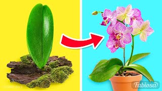 Easy orchid propagation methods How to grow orchids at home [upl. by Angelia]