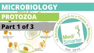 Protozoa  Microbiology  USMLE STEP 1  Part 1 of 3 [upl. by Leroi]