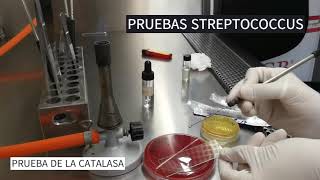 IDENTIFICACIÓN DE STREPTOCOCCUS Y ENTEROCOCCUS [upl. by Latihs532]