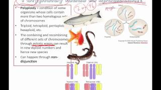 Polyploidy leads to speciation IB Biology [upl. by Waldemar]