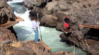 Klickitat River Washington State USA salmon 9814 [upl. by Eugenio]