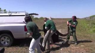 Video of recordbreaking Burmese python in Everglades National Park [upl. by Ashlen125]