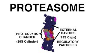 THE PROTEASOME UBIQUITINATION AND PROTEIN DESTRUCTION [upl. by Aihcila]