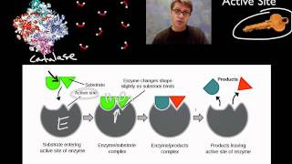 Enzymes [upl. by Salim262]