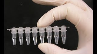 PCR optimization  PCR technique [upl. by Rumpf]