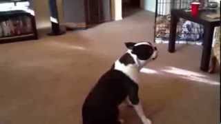 Boston Terrier quotAsthmaquot  Respiratory Fit aka Reverse Sneezing  Brachycephalic Breathing Spasm [upl. by Nomelihp]