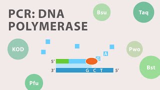 2 Polymerase Chain Reaction PCR  DNA Polymerase [upl. by Pantin]