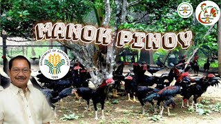 Part1 Philippine free range chicken guide for beginners  free range chicken farming Philippines [upl. by Rekcut]