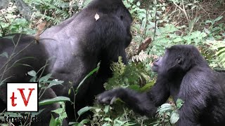 Silverback Mountain Gorilla Mating with Female  Bwindi Impenetrable Forest Uganda Nkuringo [upl. by Nottnerb]