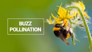 Buzz Pollination [upl. by Carlos151]