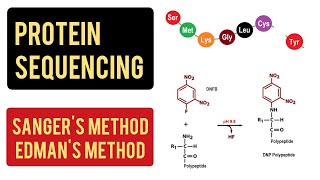 Protein Sequencing  Sangers Method  Edmans Method  Carboxypeptidase Method [upl. by Necyla624]