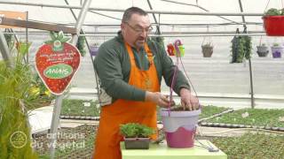 Comment planter des fraisiers en pots [upl. by Arayt]