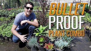 Bullet Proof Plant Combo for Full Sun [upl. by Loferski]