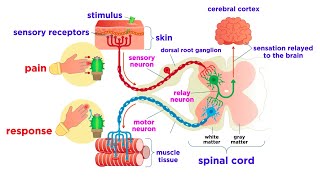 The Peripheral Nervous System Nerves and Sensory Organs [upl. by Calen]