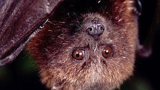 Baby Rodrigues flying foxes born at Oregon Zoo [upl. by Revolc]