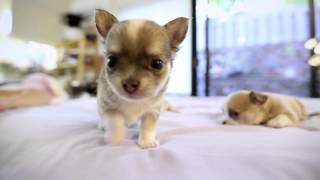 Chihuahua Puppies playing  Few months old puppies [upl. by Esital515]