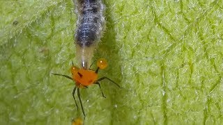 Syrphid Fly  Hover Fly Larva Catching and Feeding on Aphids Syrphidae [upl. by Caesar405]