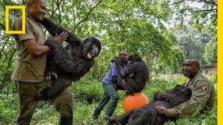 Young Orphaned Gorillas See Their Adorable Bond With Park Rangers  National Geographic [upl. by Ennazor]