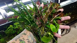 My top five EASY aquarium plants [upl. by Alleda]