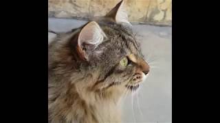 Cats Chirping and Chattering  CAT COMPILATION [upl. by Eldred]