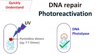 DNA repair Photoreactivation [upl. by Eirallam]