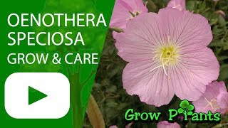 Oenothera speciosa  growing and care [upl. by Idac113]