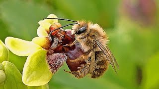 Orchid pollination Bee Eucera Pseudocópula Abelha Orquídea [upl. by Kuster]